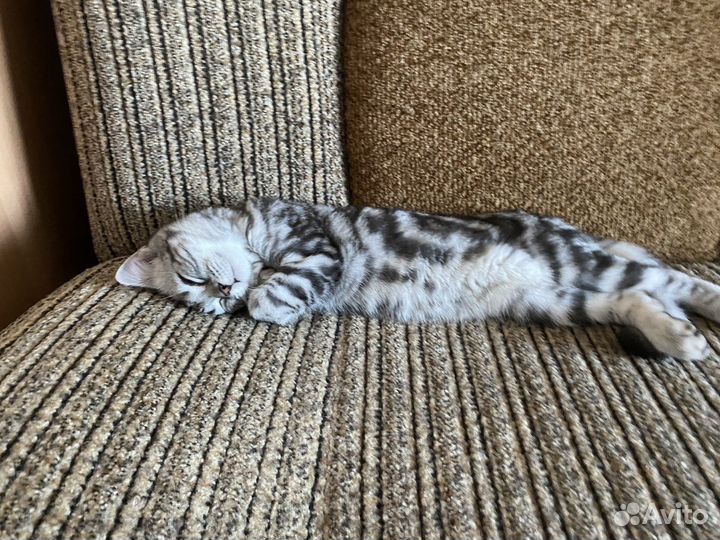 Кошка на вязку