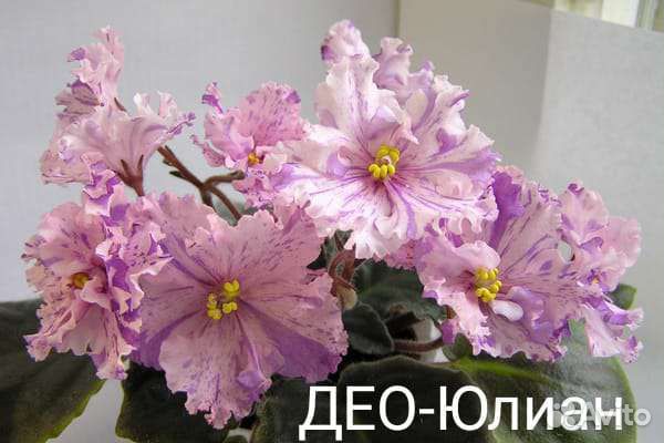 Фиалки черенки