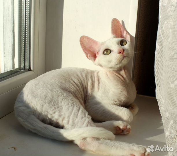Девочка девон-рекс, белая кошечка