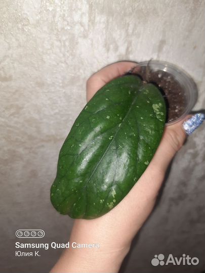 Хойя