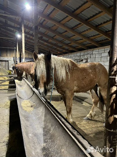 Жеребчик 1,5 г. Полутяж