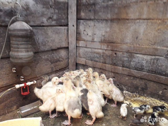 Гусята линдовские и помесные,цыплята кур несушек