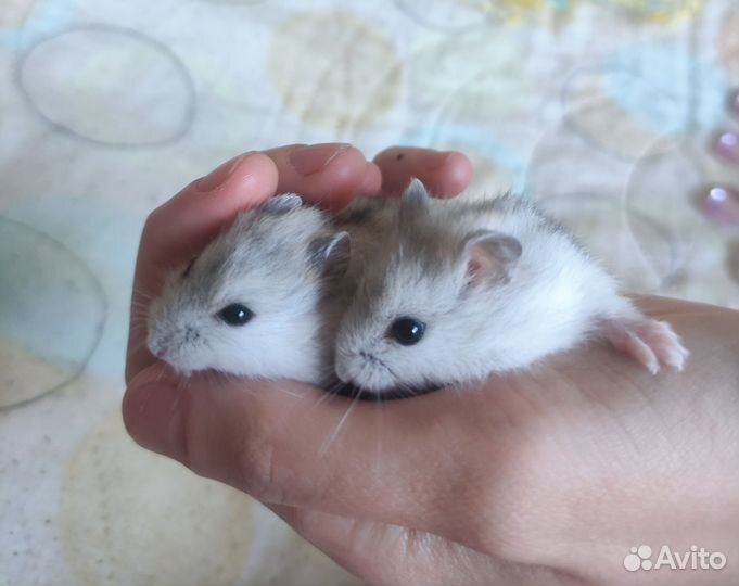 Джунгарский хомяк, детки