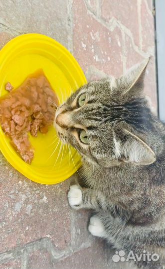 Кошка ищет дом