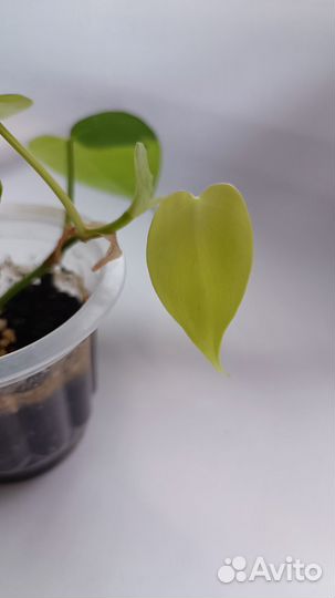 Филодендрон лимон лайм