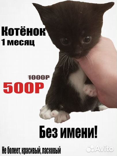 Котята продаются
