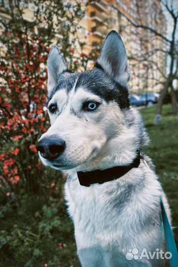 Сибирский хаски вязка