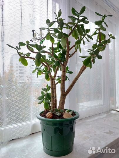 Крассула толстянка,денежное дерево,дерево счастья