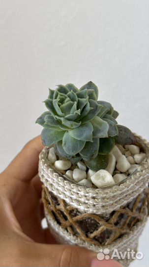 Граптоверия «Лавли Роуз«