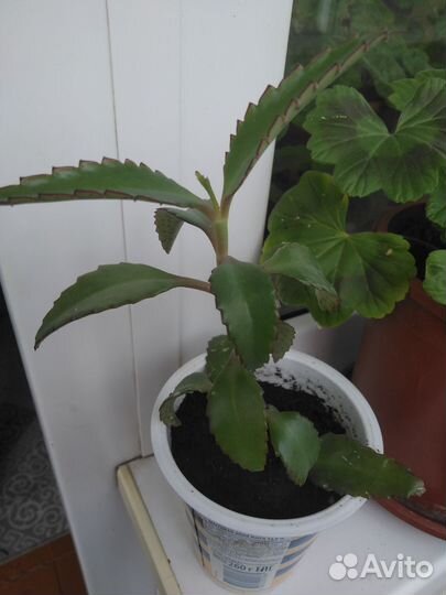 Каланхоэ лечебное