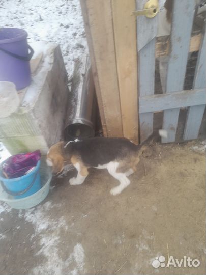 Русская пегая