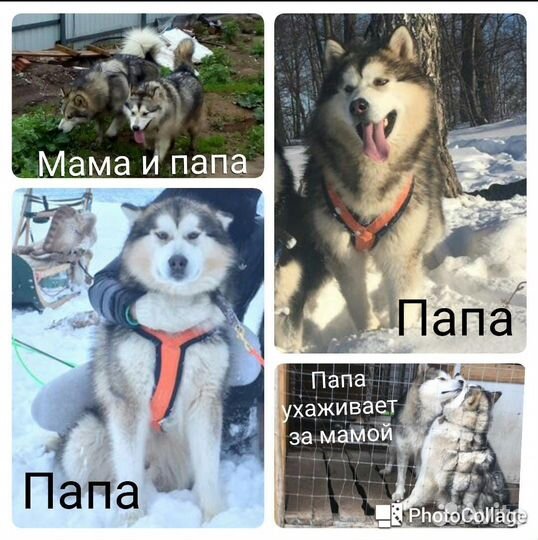 Вязка Аляскинский маламут