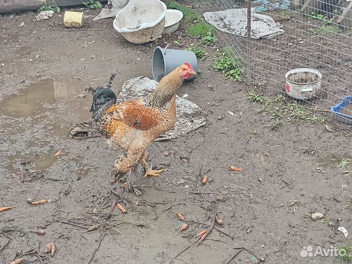 Петушки Брама