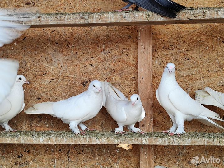 Белые голуби на Выпуск