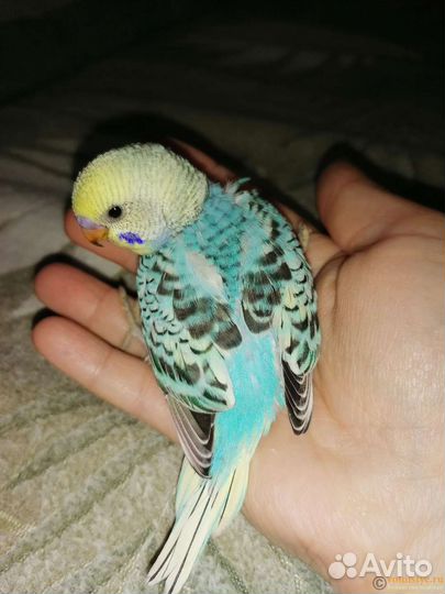 Ручные Малыши карандаши Волнистые птенцы