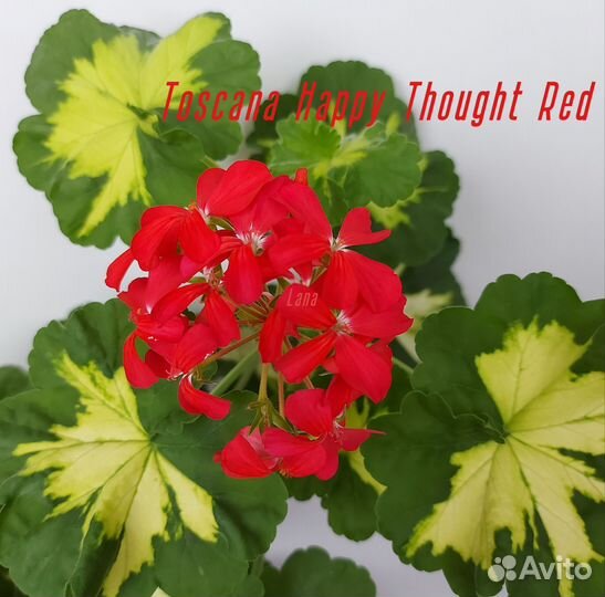 Пеларгония сортовая