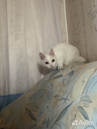 Няня для кошек (котоняня, кэтситтинг)