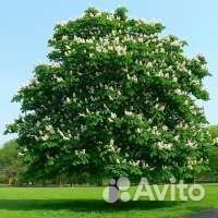 Кусты малины,каштаны,ели,дубы,облепиха,лесная мали