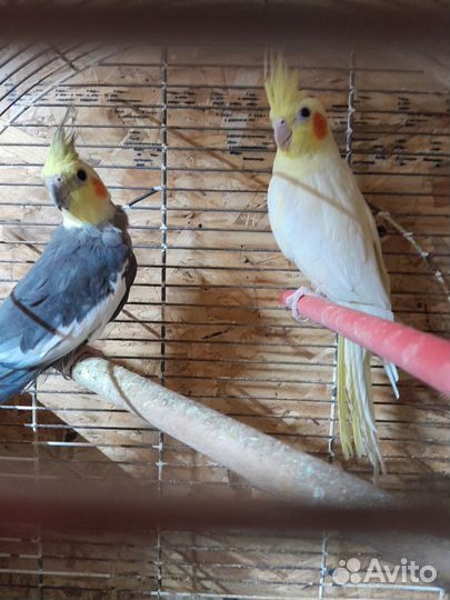 Попугай корелла