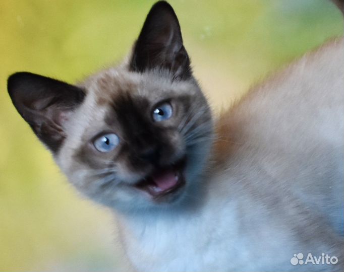 Снежная бенгальская