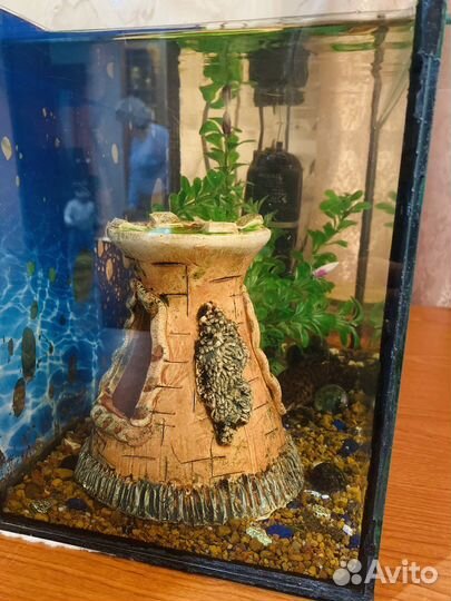 Аквариум с рыбками