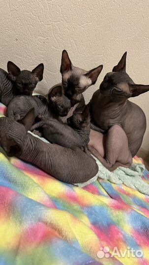 Канадский Сфинкс