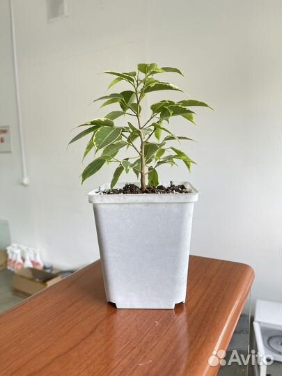 Продам фикус бенджамина Наташа и Кинки