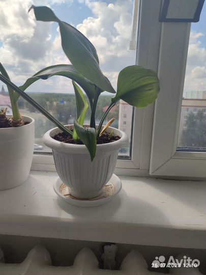 Эухарис амазонская лилия