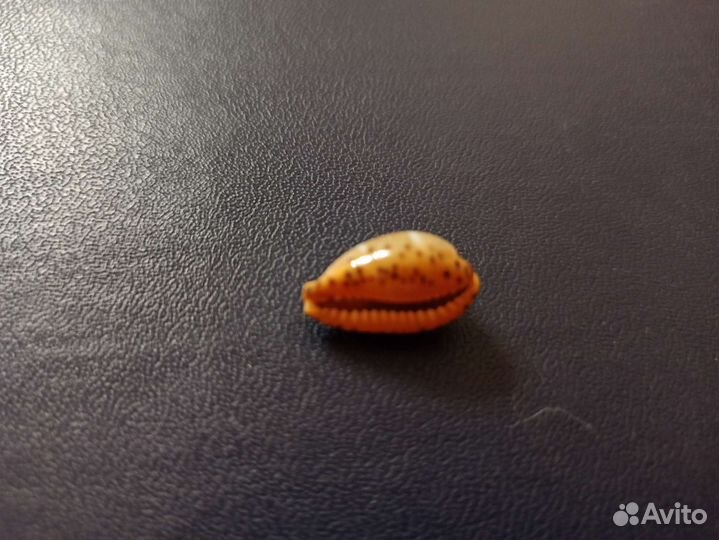 Морская раковина