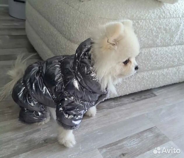 Собд37. Комбинезон для собак