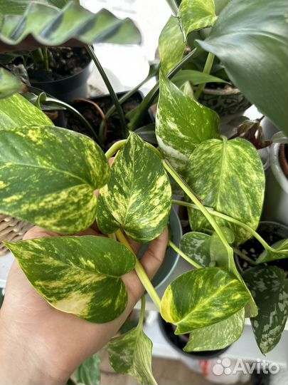 Лиана эпипремнум золотистый сциндапсус взрослый