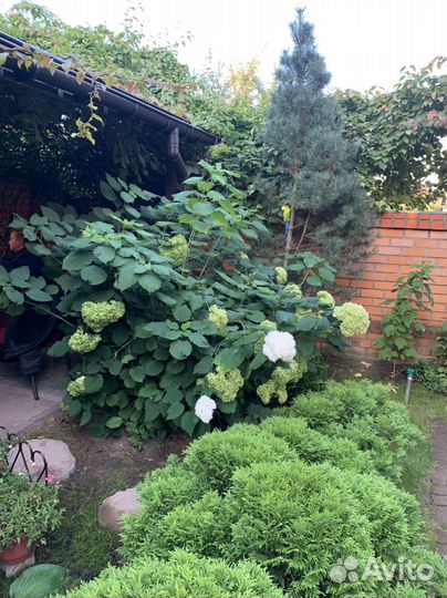 Гортензия древовидная