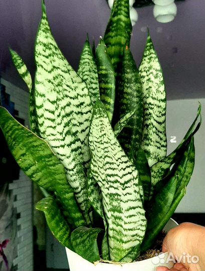 Сансевиерия Зейланика