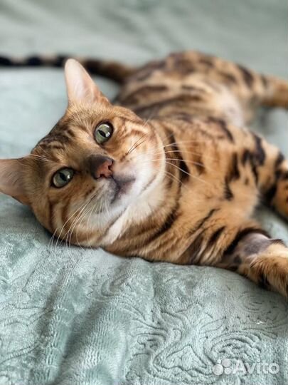 Бенгальский кот
