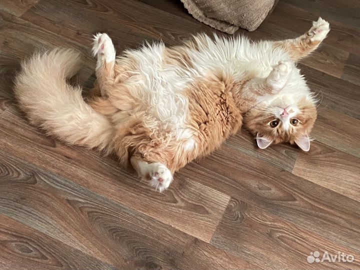 Отдам кота в добрые руки