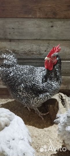 Мехеленская кукушка, петух и курица