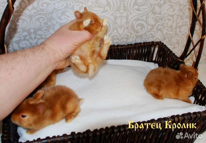 Чистопородные сатиновые Карликовые кролики