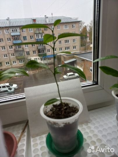 Лимон,мандарин плодоносящий