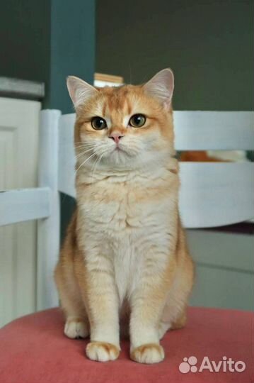 Британский котенок Примадонна