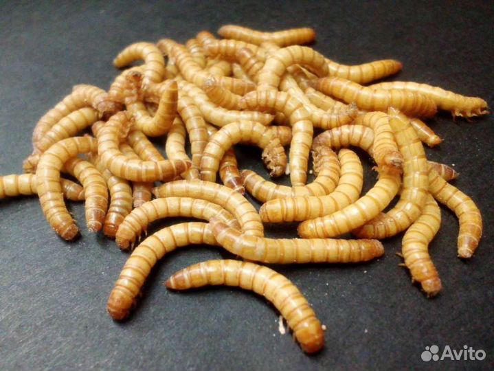 Мучной червь живой, заморозка