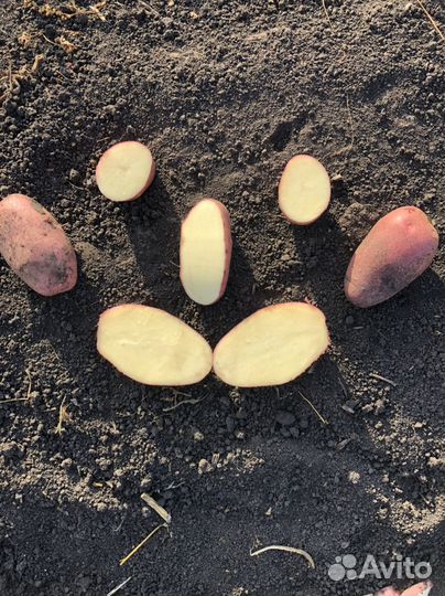 Картофель Фламинго