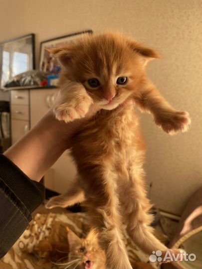 Котята мейн-кун