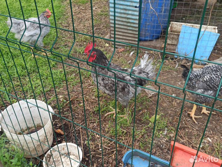 Молодые петухи доминанты