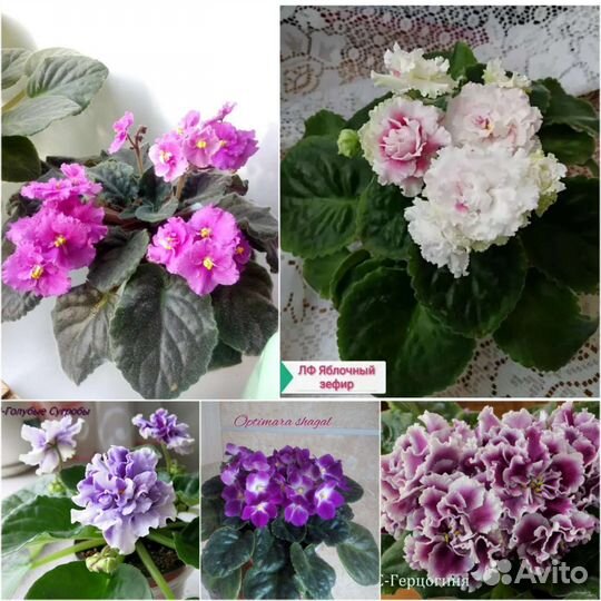 Фиалка сортовые