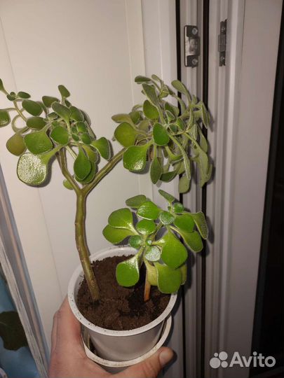 Аихризон дерево любви