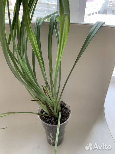 Хлорофитум