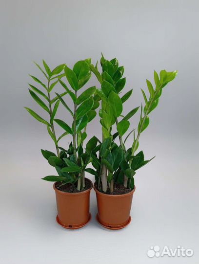 Замиокулькас