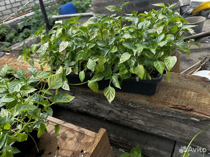 Рассада болгарский перец,крупный сорт