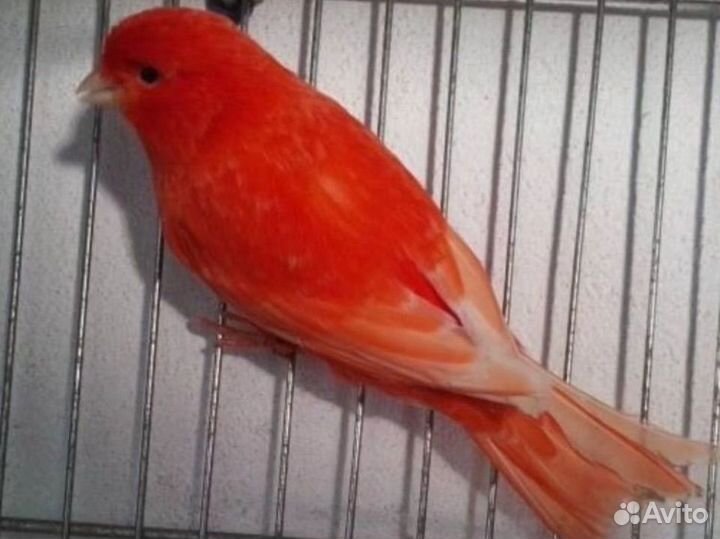 Кенара и канарейки