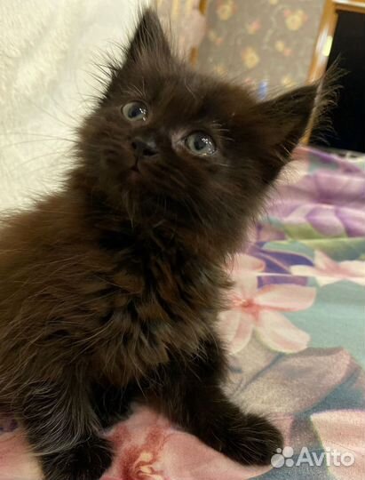 Очарование